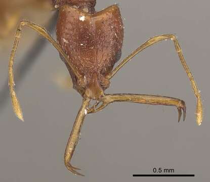 Imagem de Acanthognathus ocellatus Mayr 1887