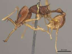 Imagem de Acanthognathus ocellatus Mayr 1887