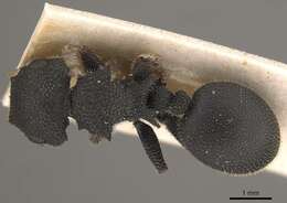 Image of Cataulacus erinaceus Stitz 1910