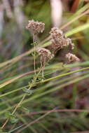 Eupatorium rotundifolium L. resmi