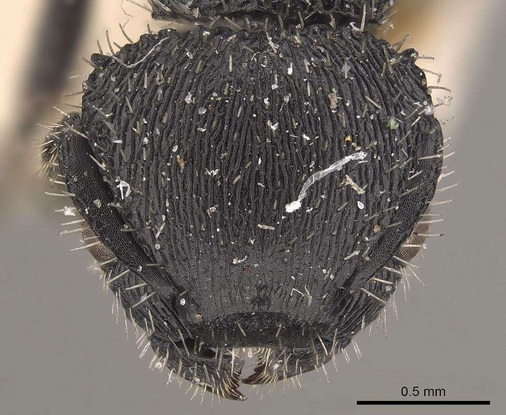 Image of Procryptocerus spiniperdus Forel 1899