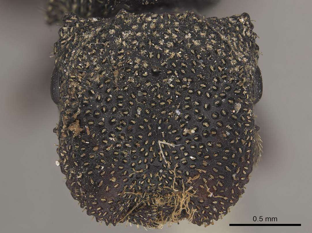 Image of Cephalotes crenaticeps (Mayr 1866)