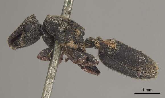 Image of Cephalotes crenaticeps (Mayr 1866)