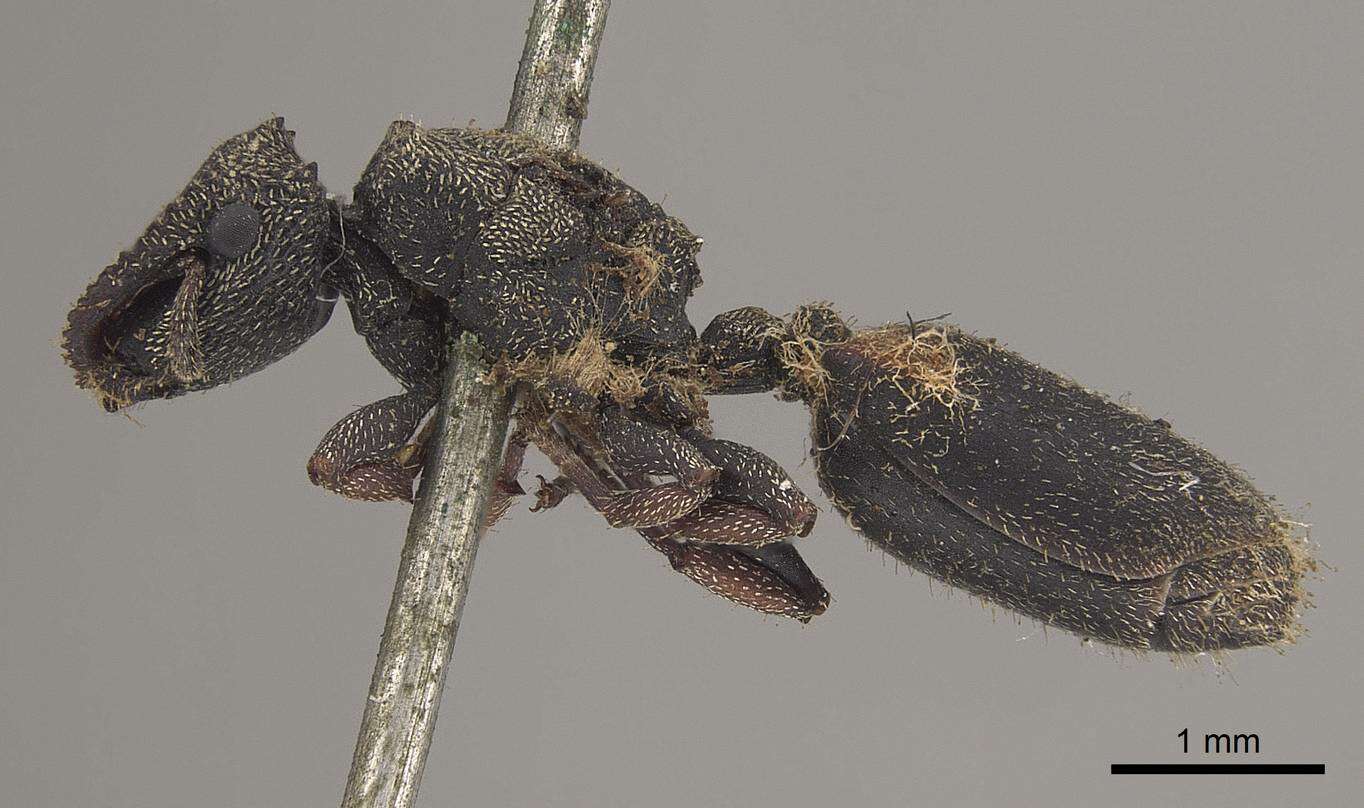 Image of Cephalotes crenaticeps (Mayr 1866)