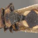 Cephalotes notatus (Mayr 1866) resmi