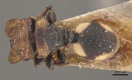 Cephalotes notatus (Mayr 1866) resmi