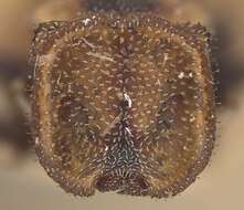 Cephalotes notatus (Mayr 1866) resmi