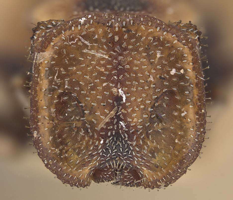 Cephalotes notatus (Mayr 1866) resmi