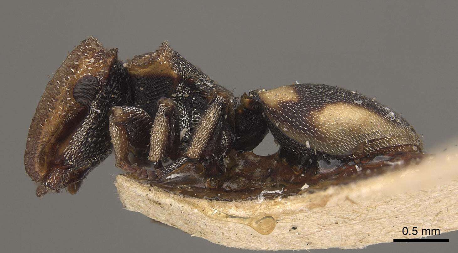 Cephalotes notatus (Mayr 1866) resmi