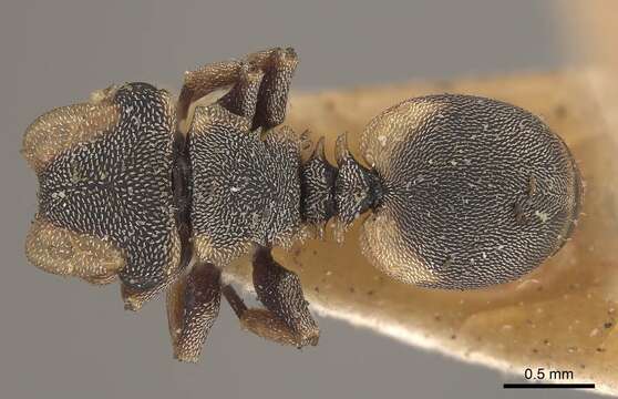 Cephalotes notatus (Mayr 1866) resmi