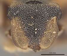 Cephalotes notatus (Mayr 1866) resmi