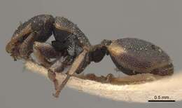 Cephalotes notatus (Mayr 1866) resmi