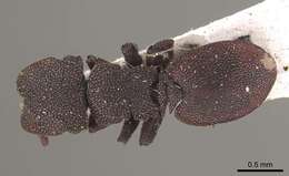 Image of Cephalotes pallens (Klug 1824)