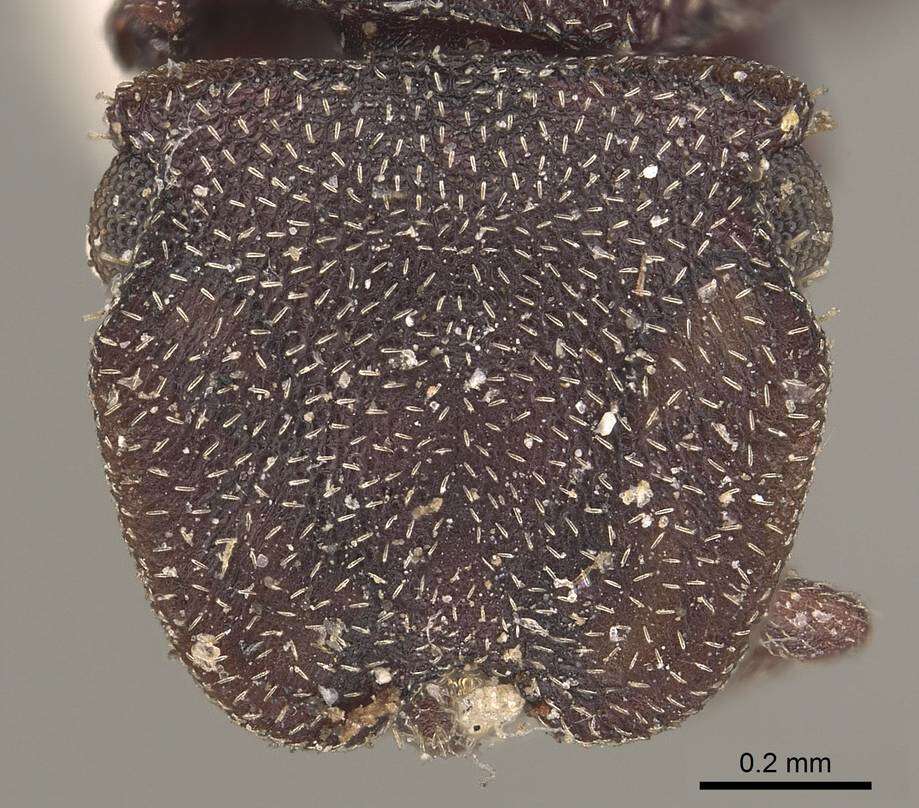 Image of Cephalotes pallens (Klug 1824)