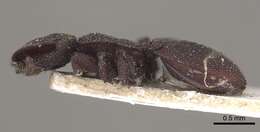 Image of Cephalotes pallens (Klug 1824)