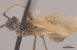 Image of Apterostigma pilosum Mayr 1865