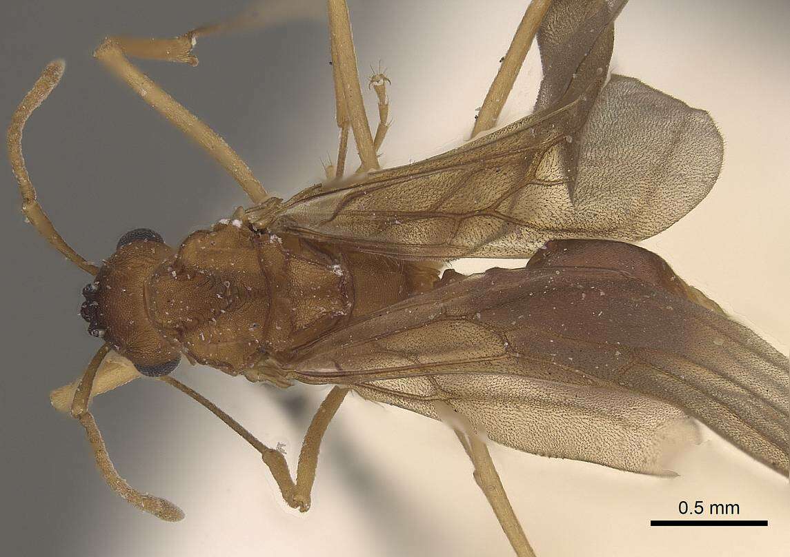 Image of <i>Mycetophylax auritus</i>