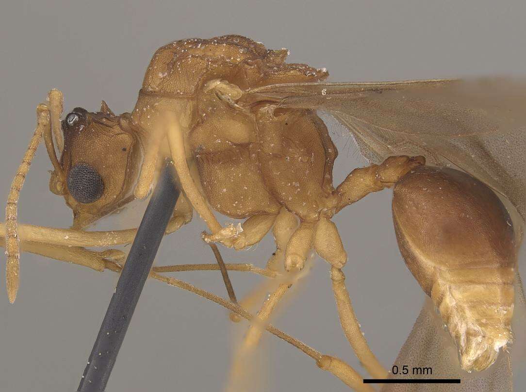 Image of <i>Mycetophylax auritus</i>