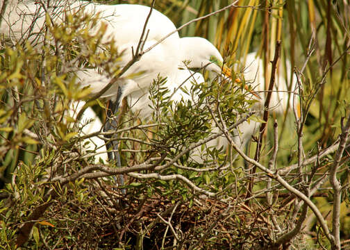 Image of Great Egret