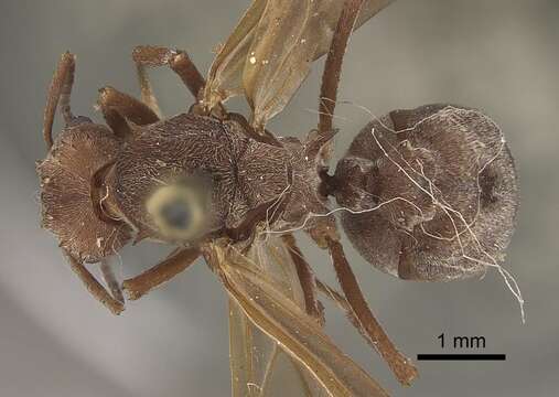 Image of Acromyrmex disciger (Mayr 1887)