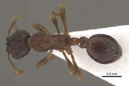 Imagem de Myrmica tibetana Mayr 1889