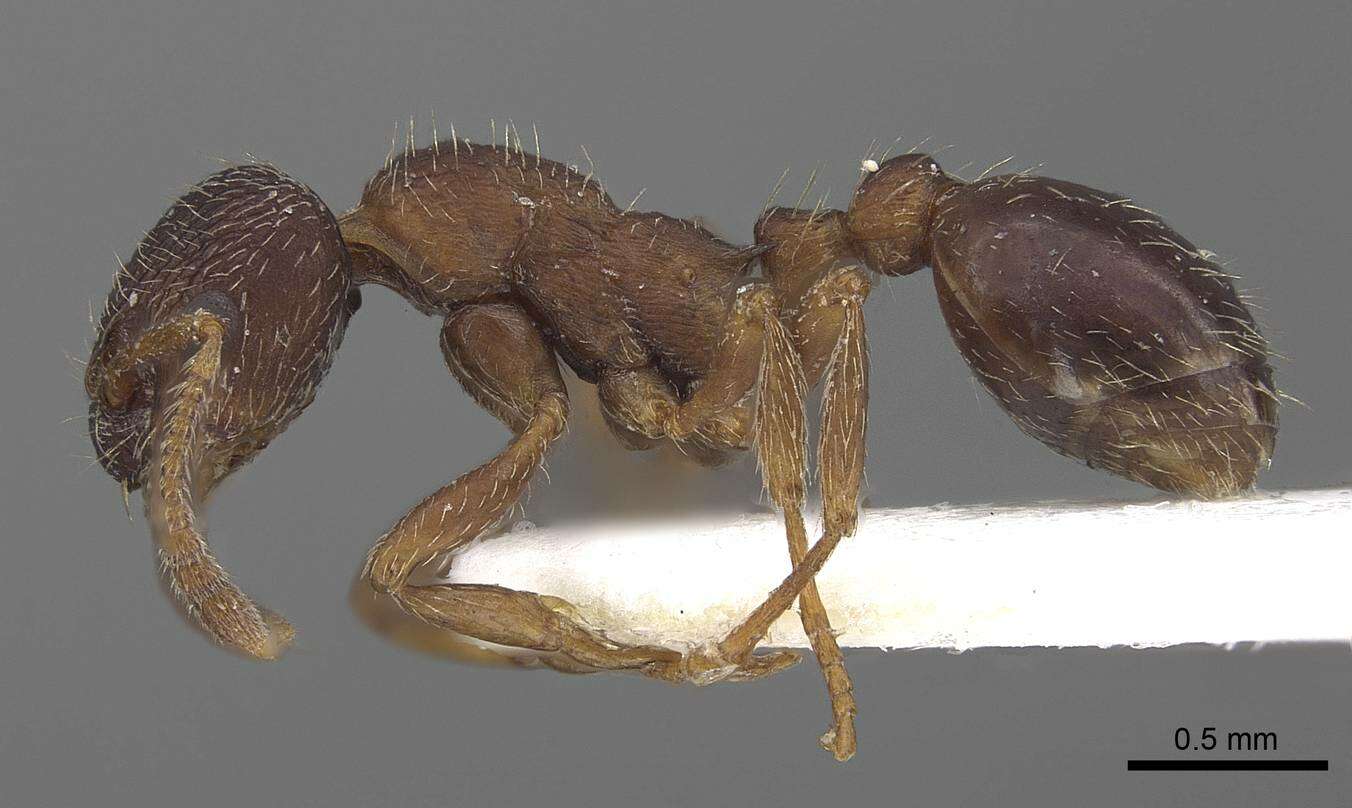 Imagem de Myrmica tibetana Mayr 1889