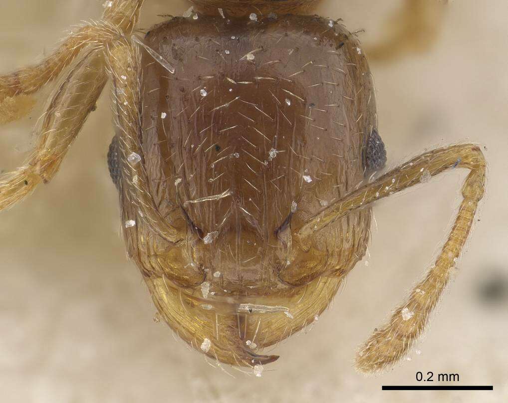 Image of Tetramorium hungaricum Roezler 1935