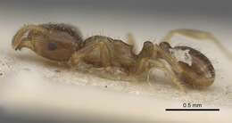 Image of Tetramorium hungaricum Roezler 1935