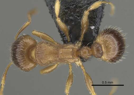 Image of Tetramorium impurum (Foerster 1850)