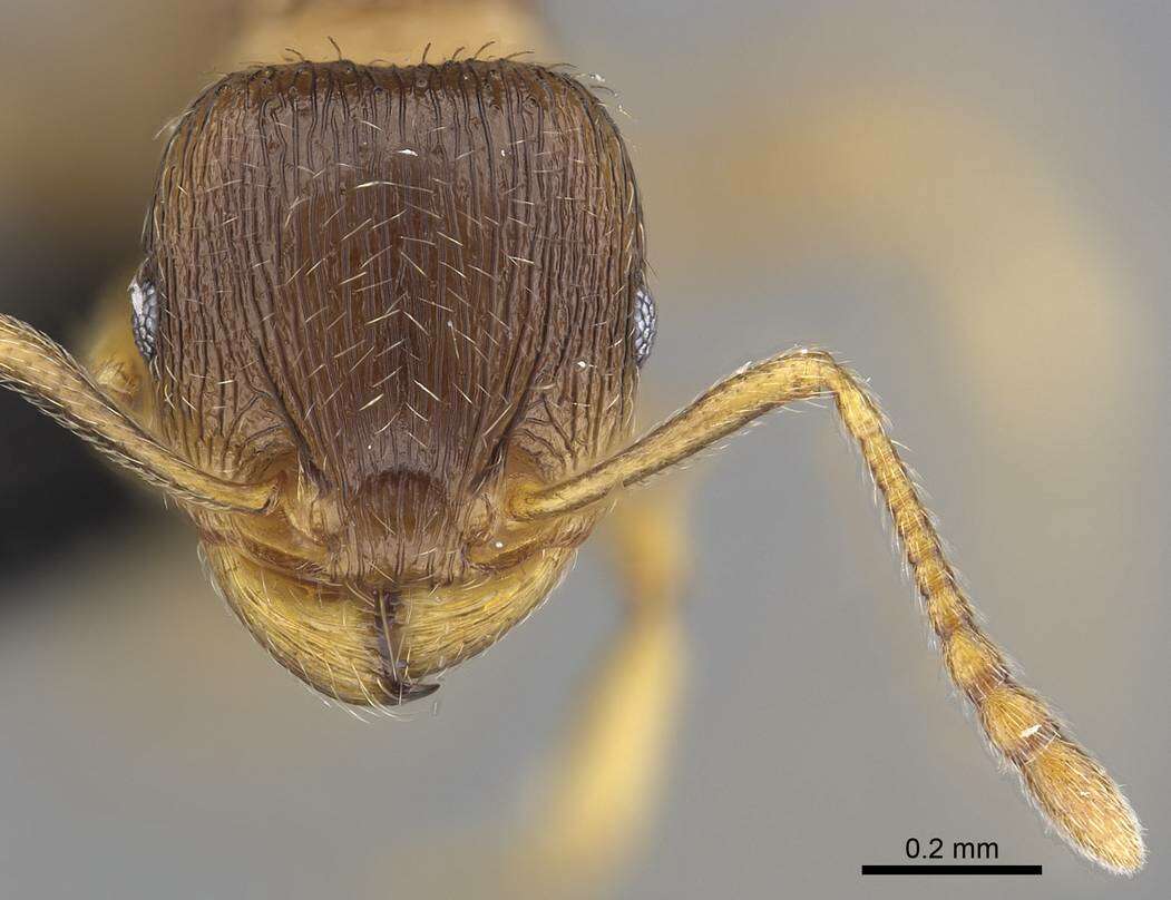 Image of Tetramorium impurum (Foerster 1850)