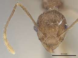 Image of Tetramorium aculeatum (Mayr 1866)