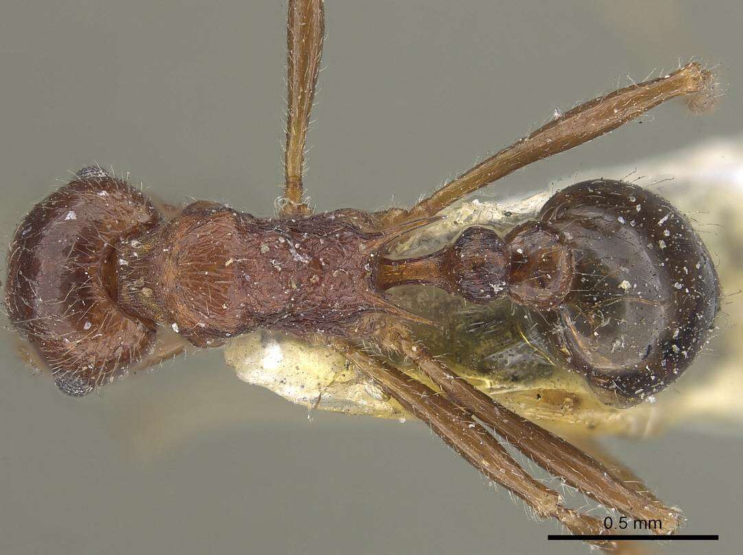 Image of Tetramorium africanum (Mayr 1866)