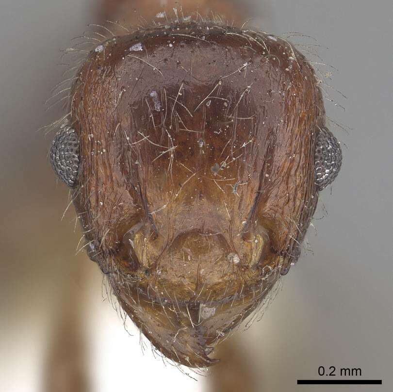 Image of Tetramorium africanum (Mayr 1866)