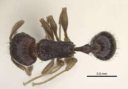 Image of Tetramorium camerunense Mayr 1895