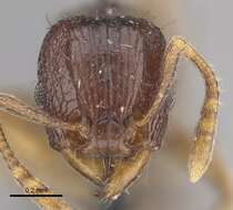 Image of Tetramorium camerunense Mayr 1895