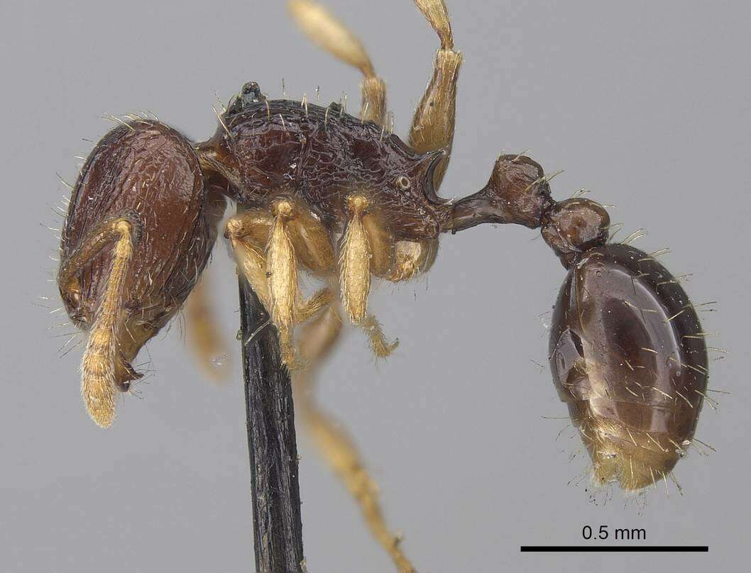 Image of Tetramorium camerunense Mayr 1895