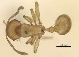 Image of Tetramorium capense Mayr 1865