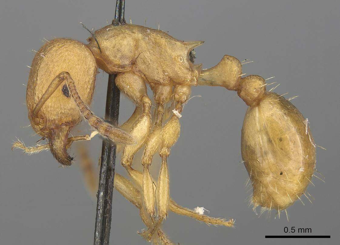 Image of Tetramorium capense Mayr 1865