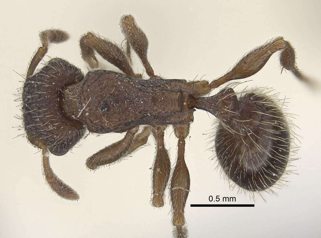 Image of Tetramorium emeryi Mayr 1901