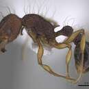 Image of Tetramorium lucyae