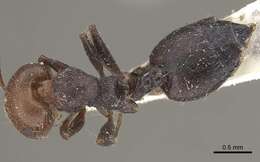 Crematogaster resmi