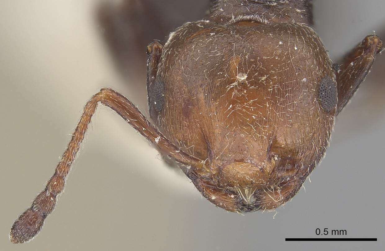 Crematogaster resmi