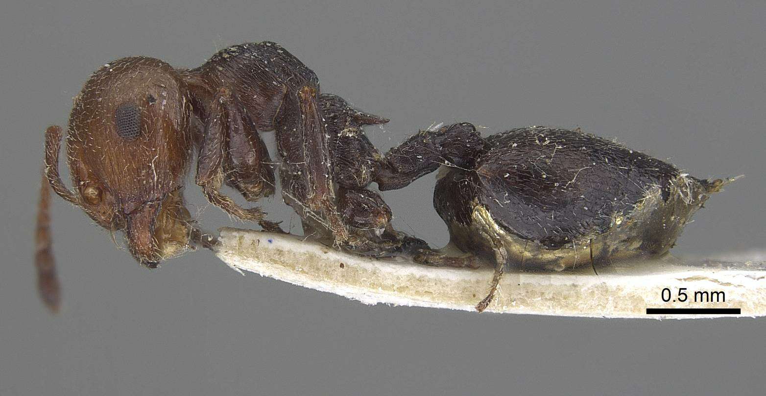 Crematogaster resmi