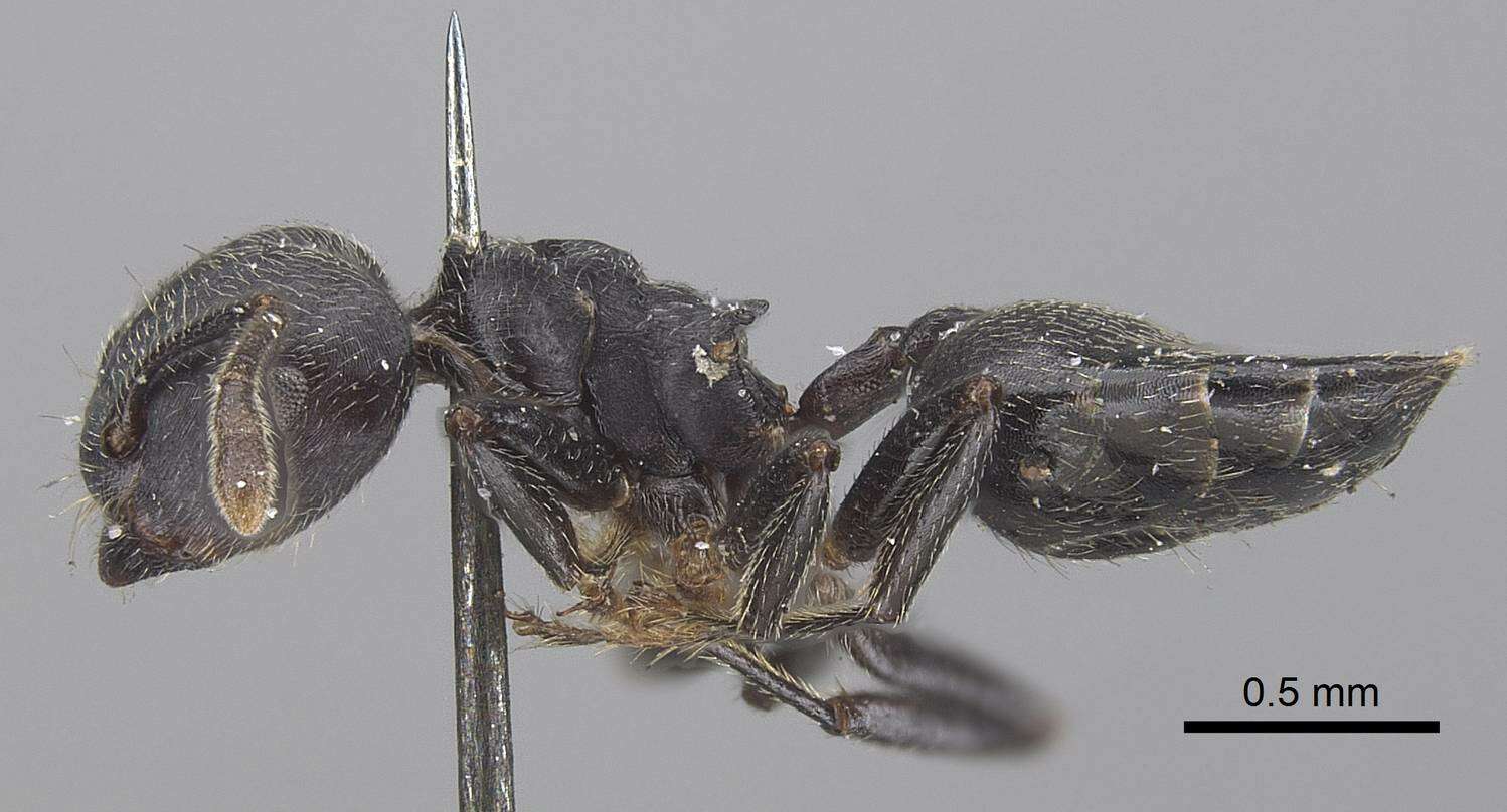 Crematogaster resmi