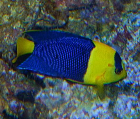 Image of Bicolor Angelfish