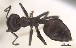 Image of Crematogaster stadelmanni Mayr 1895