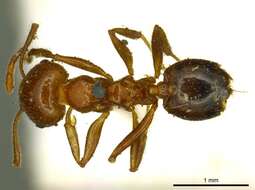 Image of Crematogaster ransonneti Mayr 1868