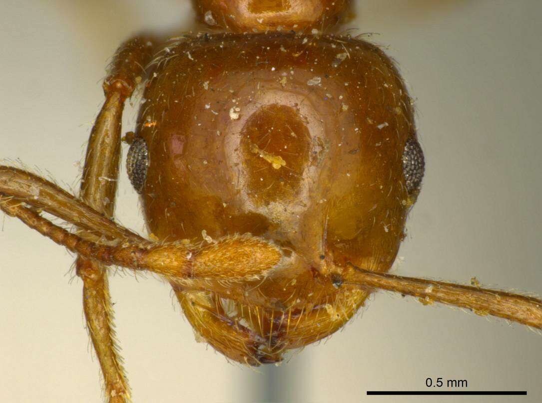 Image of Crematogaster ransonneti Mayr 1868