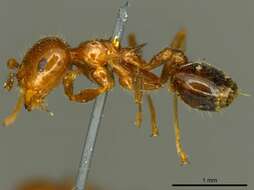 Image of Crematogaster ransonneti Mayr 1868