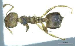 Image of Crematogaster rogenhoferi Mayr 1879